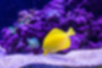 This is a yellow fish floating above sand in front of a purple background with anemones.