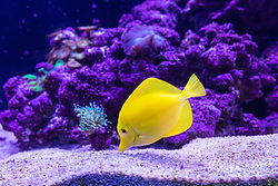 Yellow fish