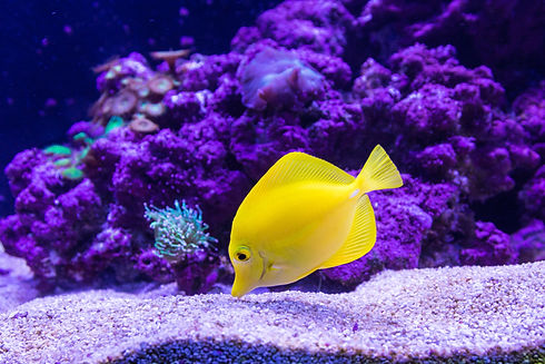 pez amarillo