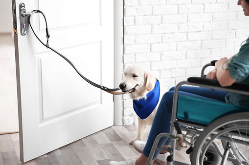 Anthem service dog at work