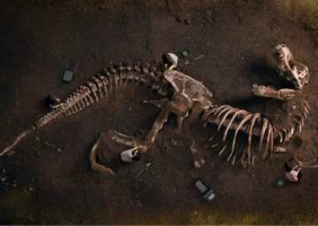 Fouille révélant un squelette de Dinosaure