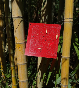 Astuce jardin
