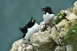 Razorbill, lesser auk, Alka zwyczajna, alka, alka krzywonosa (Alca torda).