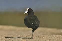 Coot, Łyska (Fulica atra atra).
