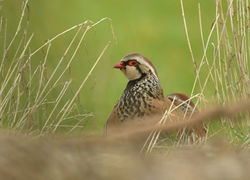 Red-legged partridge, Kuropatwa czerwona (Alectoris rufa).