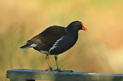 The common moorhen, Kokoszka zwyczajna (Gallinula chloropus).