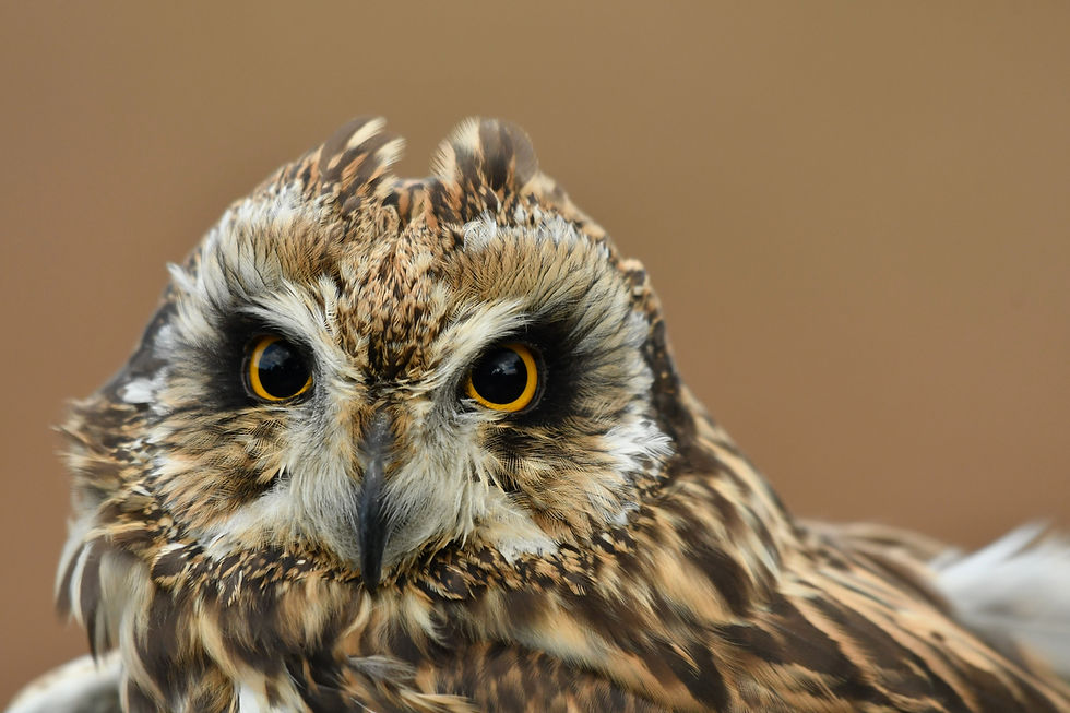 Short eared owl, Uszatka błotna ( Asio flammeus ).