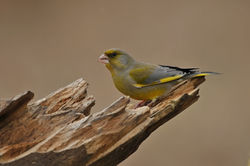 Greenfinch, Dzwoniec (Chloris chloris).