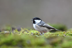 Coal Tit, Sikora sosnówka, sosnówka (Parus ater).