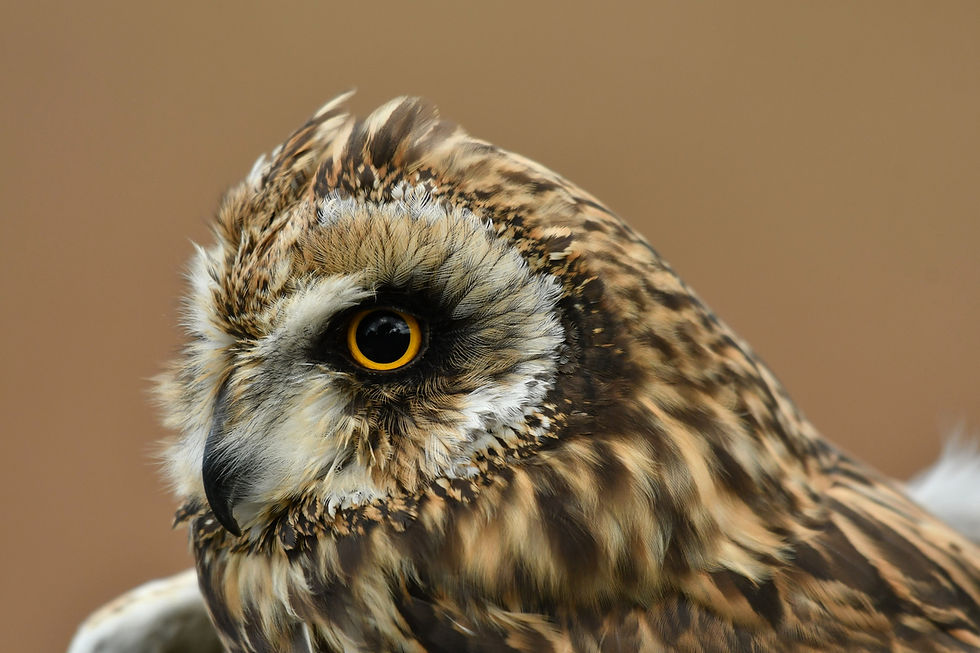 Short eared owl, Uszatka błotna ( Asio flammeus ).