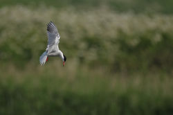 Common tern, Rybitwa rzeczna (Sterna hirundo).