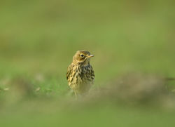 Meadow pipit, Świergotek łąkowy (Anthus pratensis).