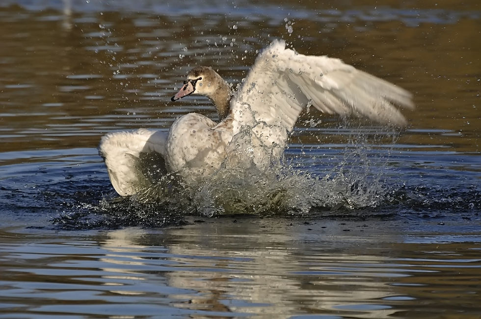 Mute Swan, Łabędź niemy (Cygnus olor).