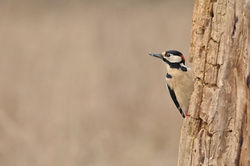 Great woodpecker, Dzięcioł duży (Dendrocopos major).