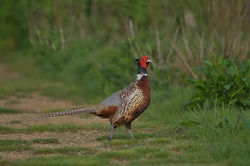 Common pheasant, Bażant (Phasianus colchicus).