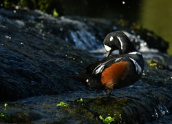 Harlequin duck, Kamieniuszka (Histrionicus histrionicus).