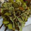 Thumbnail: Verde Hydrangea 