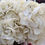 Thumbnail: Ivory Hydrangea 