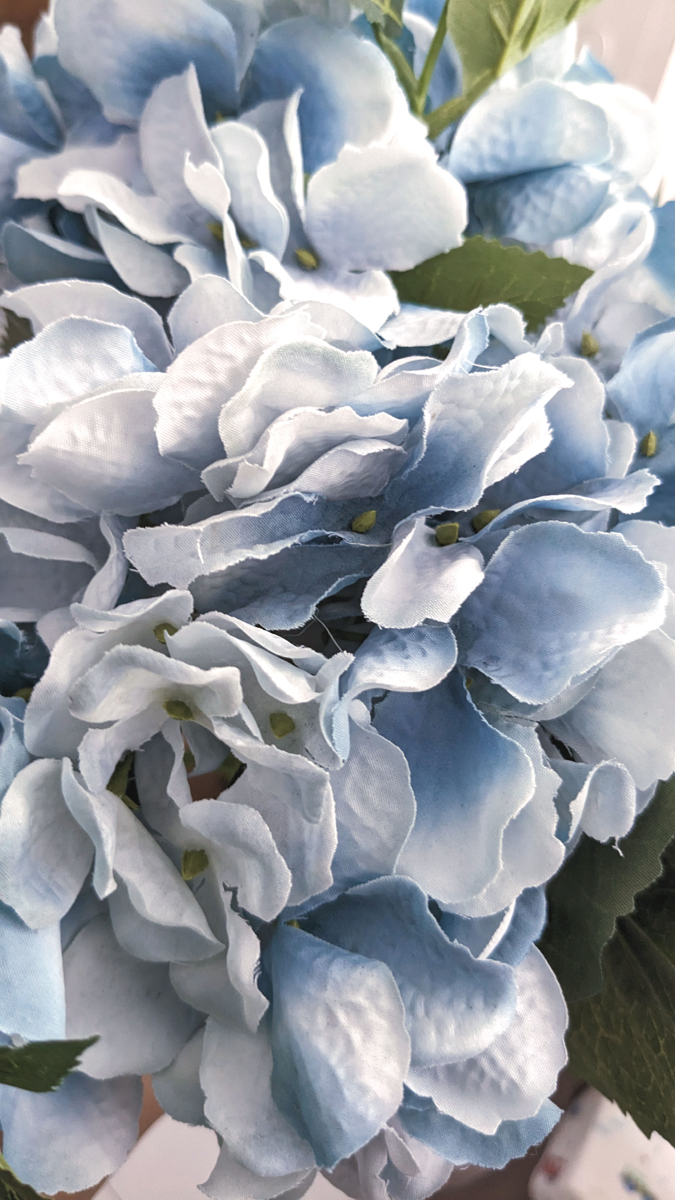 Blue Mist Hydrangea 