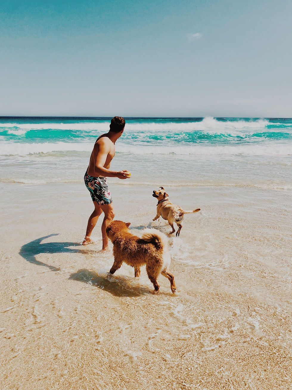 What To Consider When Picking Out The Right CBD Product For Your Pet