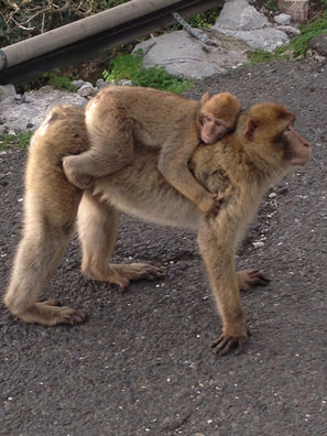 How about a 'holiday snaps wall'