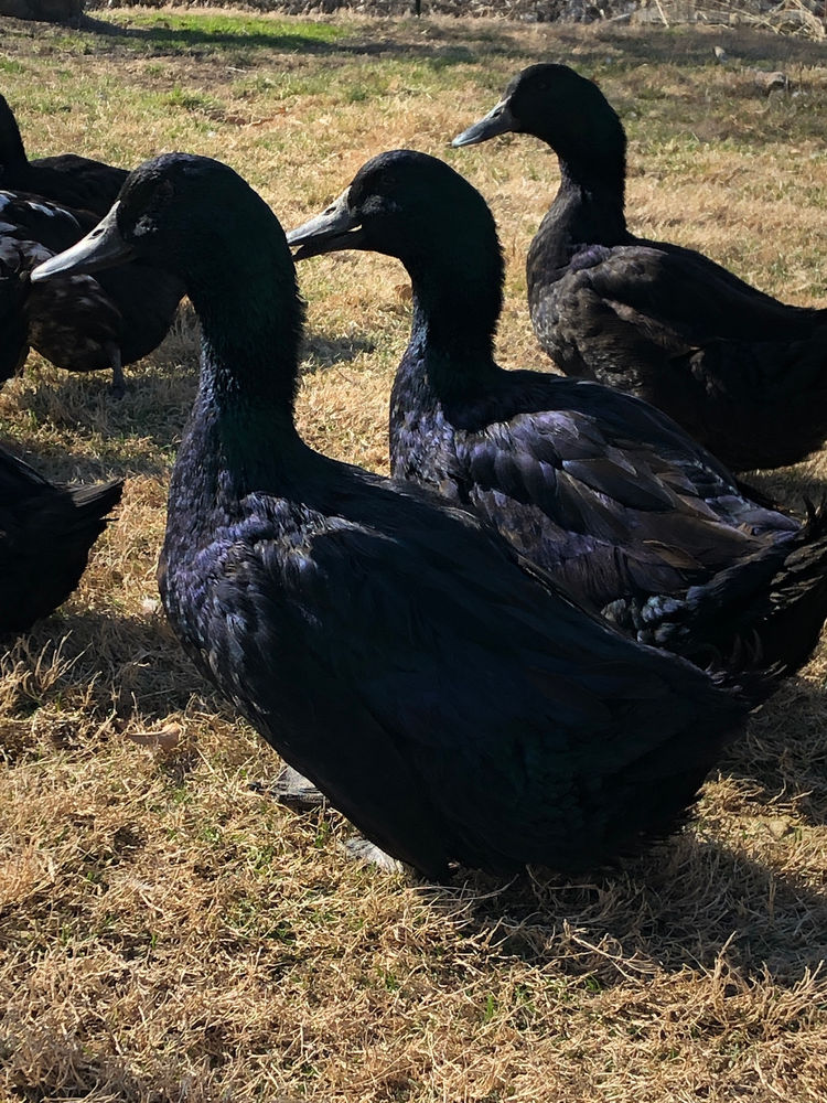 Raising Cayuga Ducks