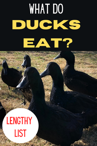 What Do Ducks Eat?