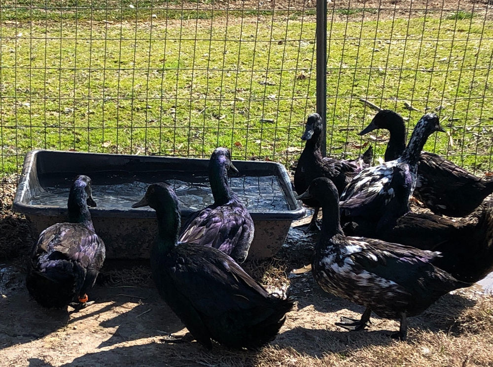 Raising Cayuga Ducks