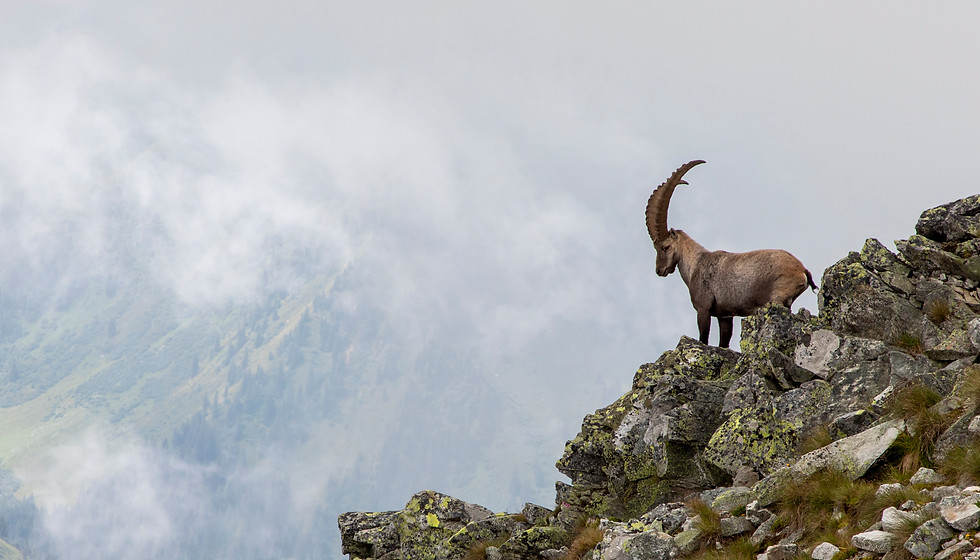 iStock-1008981656.jpg