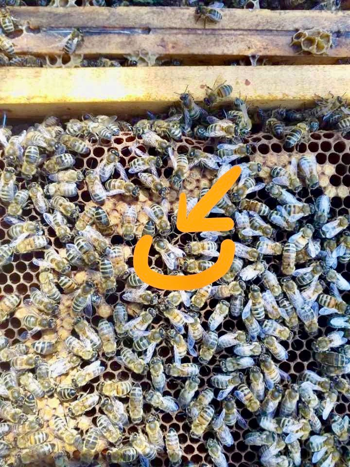 Miniature : Cherchez la reine : la vie des abielles le rôle de c hacune est extraordinaire