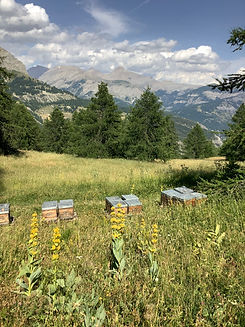 Montagne Allos