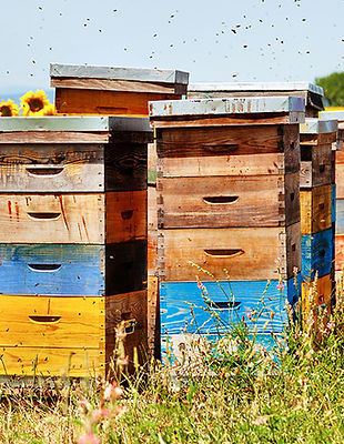 bee-hives-near-the-sun-flowers_orig.jpg
