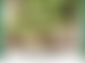 Planting Garlic in Georgia: Why Fall is the Secret Season for Big Harvests - tenisio Seanima - Fresh Oasis Garden Manager