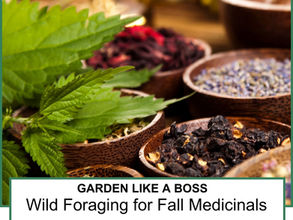 Rediscovering the Wild: The Healing Power of Foraging and Fall Medicinals