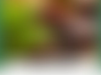 Rediscovering the Wild: The Healing Power of Foraging and Fall Medicinals