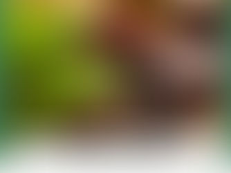 Rediscovering the Wild: The Healing Power of Foraging and Fall Medicinals