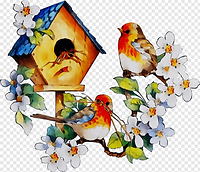 robin-bird-pupil-lesson-school-beak-chil