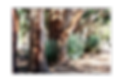 Eucalyptus GumTrees in a row view of Trunks habitat for australian pests