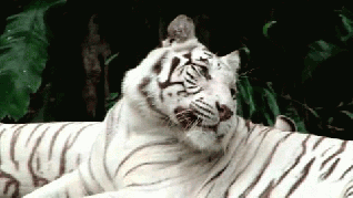 tigre-blanco-73578.gif