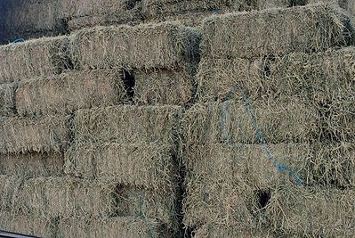 hay.jpg