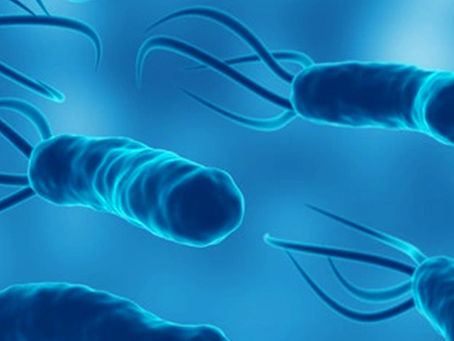 O que faz o H. pylori?