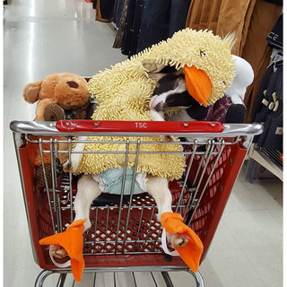Engaging Post Which Includes a Goat in a Duck Costume