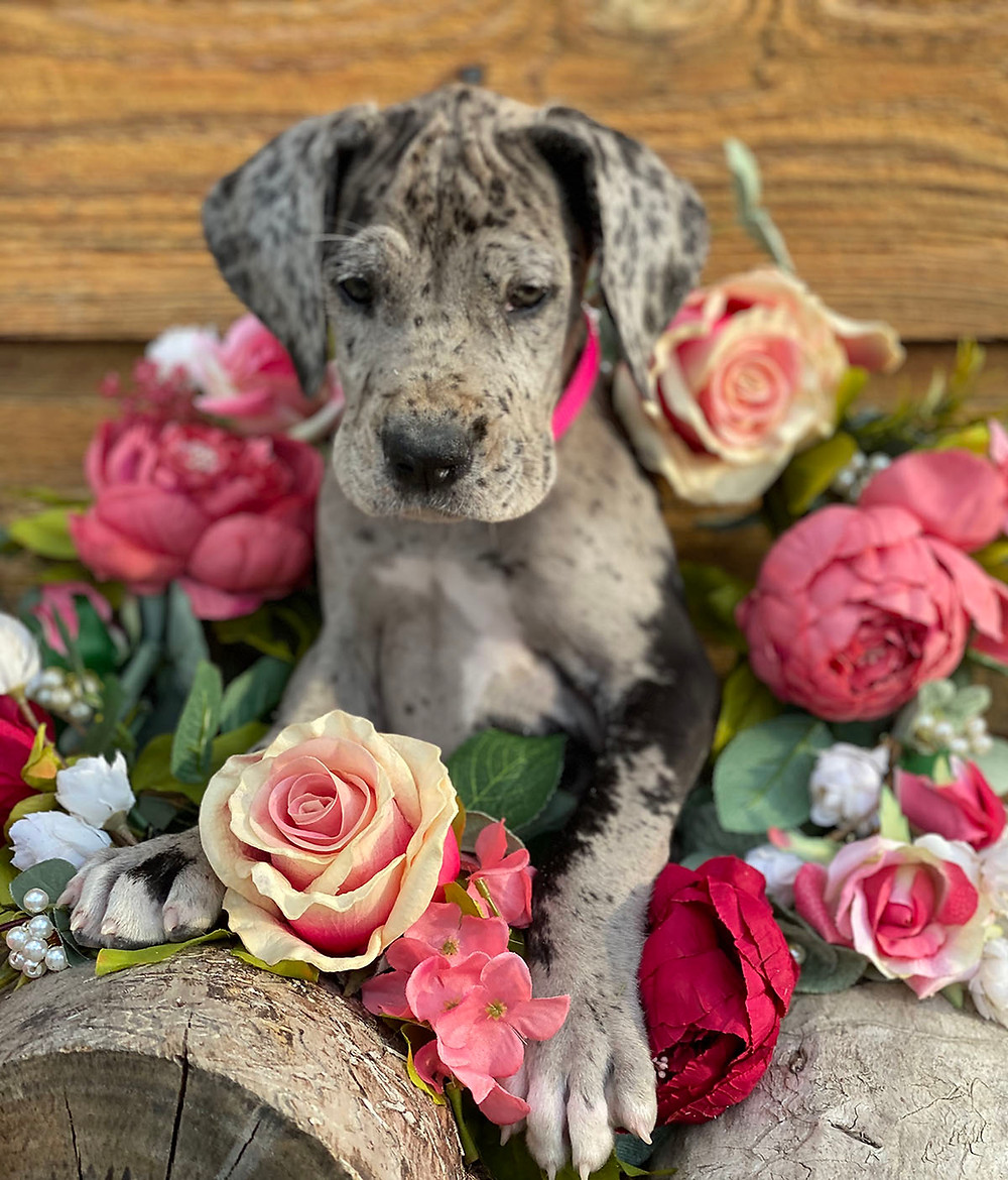 Great Dane puppy in ring of flowers