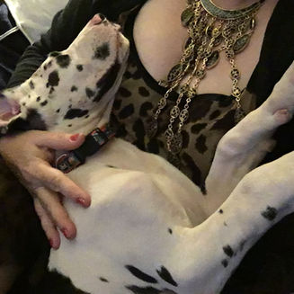 Mother of Danes (or Why I Sleep with Livestock)