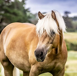 horse_002.jpg