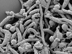 Endomicrobium proavitum