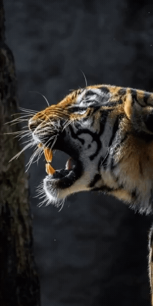 TigerEx Display Banner - 300 x 600.gif