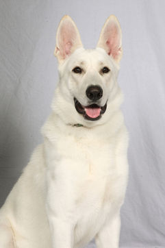 Thornvalley's Just Right For Me - Head.jpg