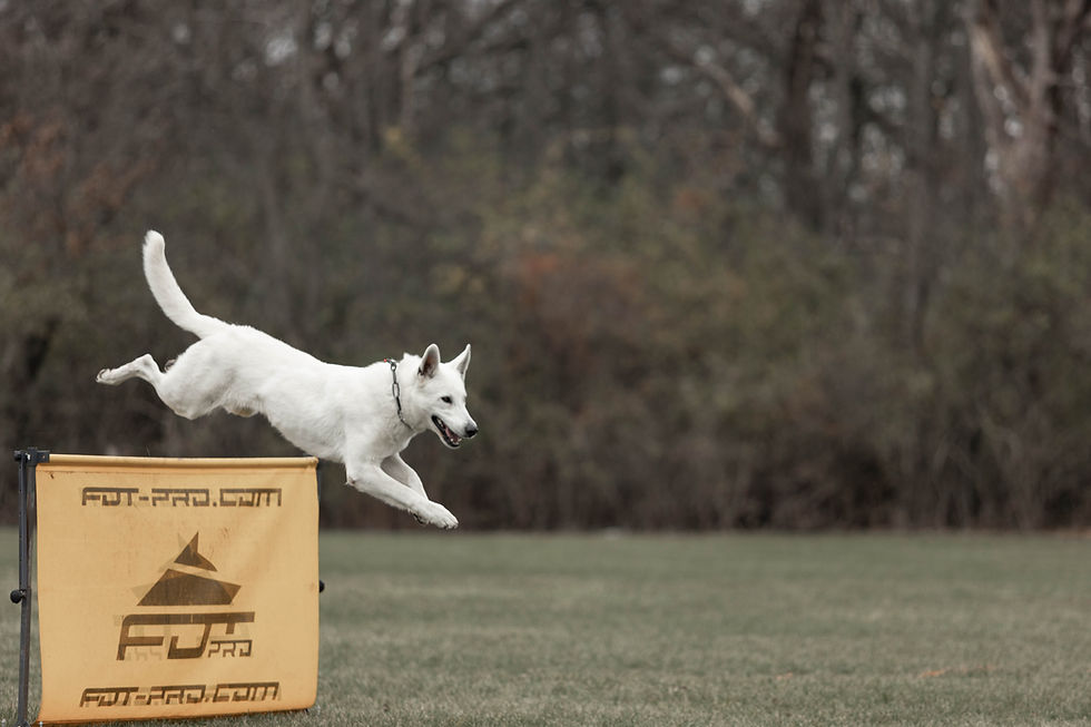 Enzo IGP obedience