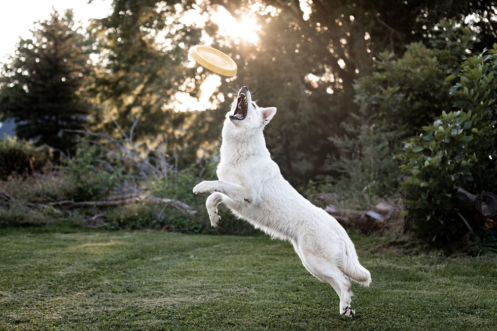 Furrari playing frisbee